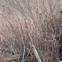Japanese Knotweed